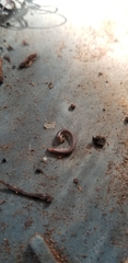 Ommatoiulus moreleti