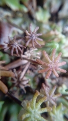 Marchantia polymorpha