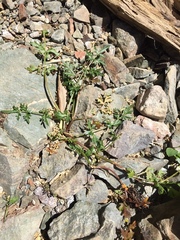 Perideridia californica