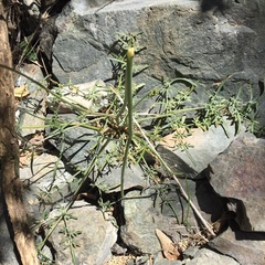 Perideridia californica