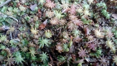 Marchantia polymorpha