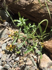 Perideridia californica