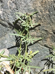 Perideridia californica