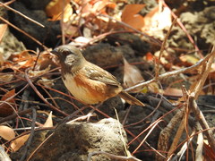 Pipilo maculatus socorroensis
