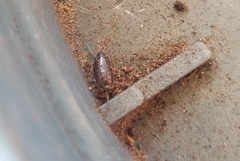 Isopoda