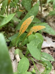 Puccinia mariae-wilsoniae
