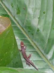 Lepidoblepharis