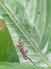 Lepidoblepharis