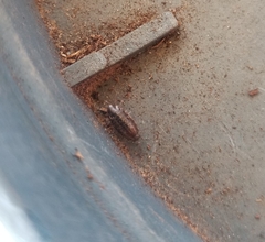 Isopoda