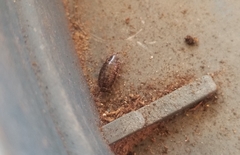 Isopoda