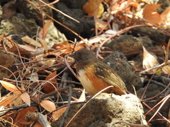 Pipilo maculatus socorroensis