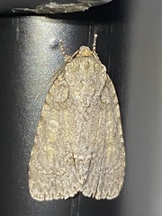 Acronicta immodica