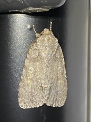 Acronicta immodica