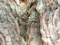 Xoridinae
