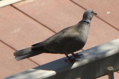 Streptopelia decaocto