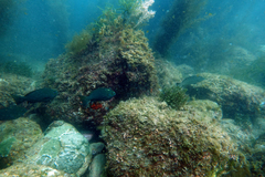 Girella simplicidens