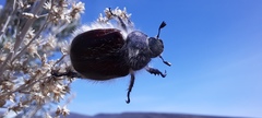 Paracotalpa granicollis