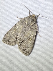 Acronicta immodica