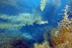 Mycteroperca rosacea