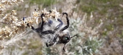 Paracotalpa granicollis