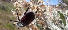 Paracotalpa granicollis