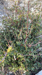 Cercocarpus ledifolius