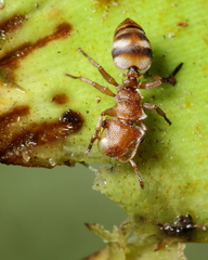 Cephalotes umbraculatus