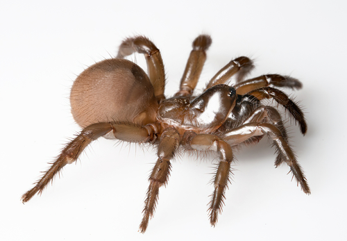 Aliatypus gulosus · iNaturalist