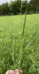 Dichanthelium perlongum