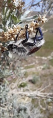 Paracotalpa granicollis