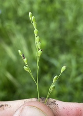 Dichanthelium perlongum