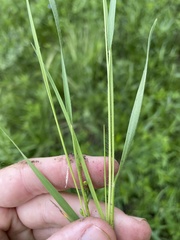 Dichanthelium perlongum