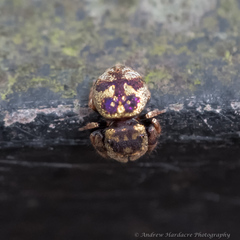 Simaethina