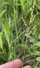 Dichanthelium perlongum