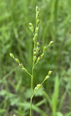 Dichanthelium perlongum