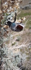 Paracotalpa granicollis