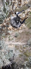 Paracotalpa granicollis
