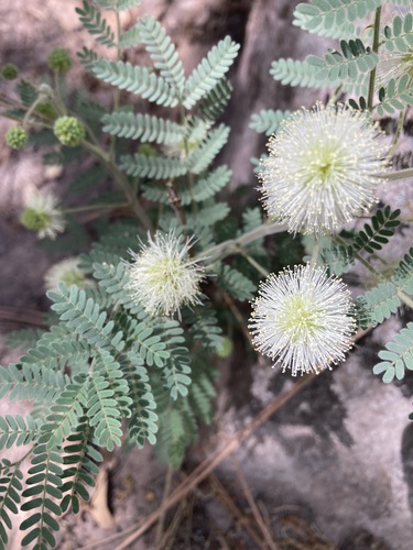Graham's mimosa (Mimosa grahamii)