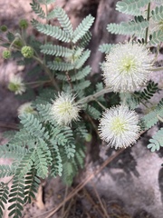 Mimosa grahamii