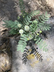 Mimosa grahamii