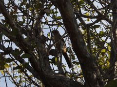 Mimus graysoni