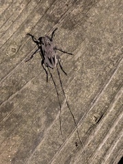 Acanthocinus nodosus