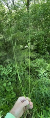 Poa sylvestris