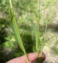 Poa sylvestris