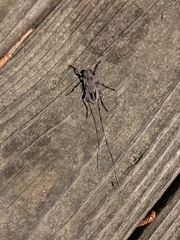 Acanthocinus nodosus