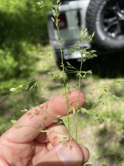Poa sylvestris