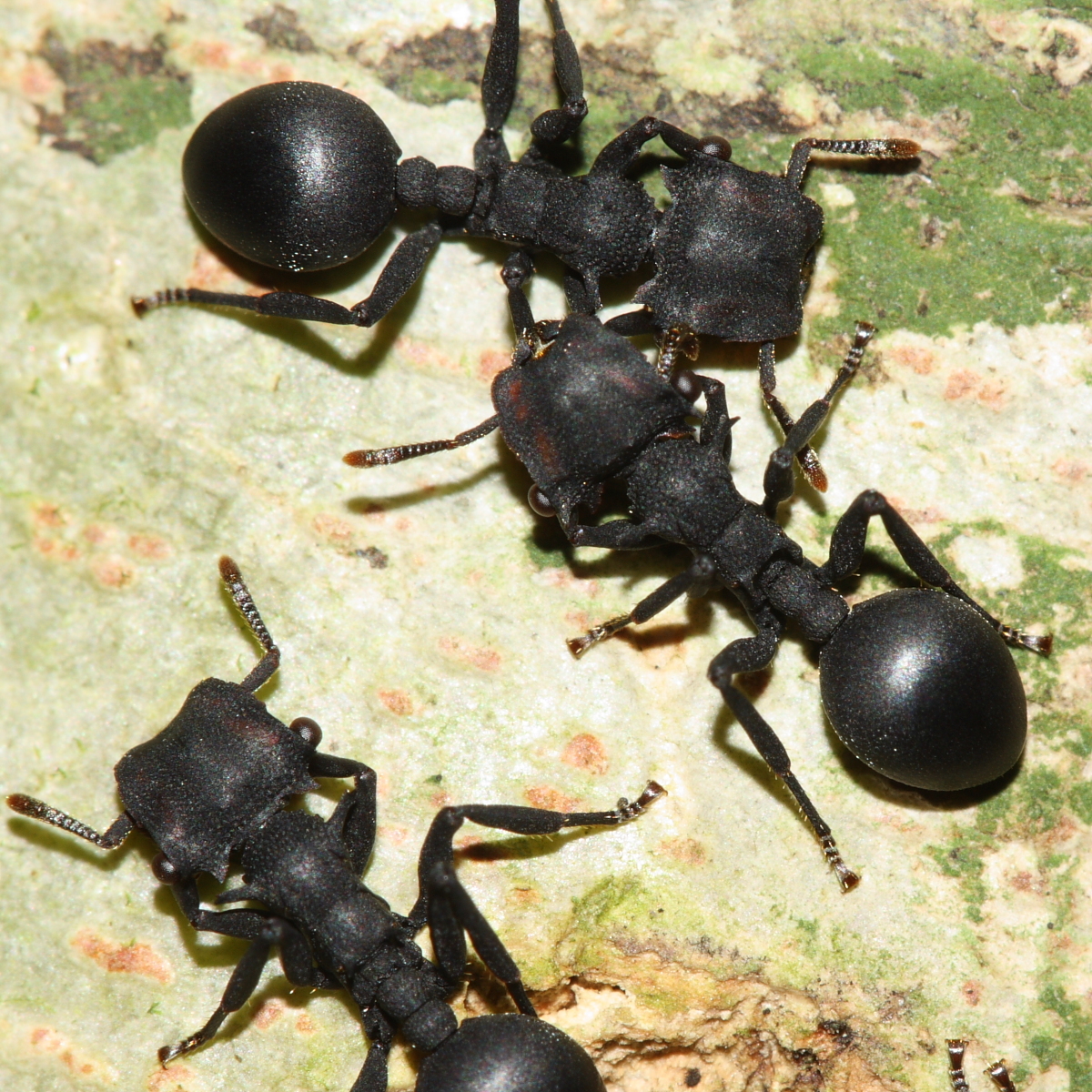 Cephalotes oculatus