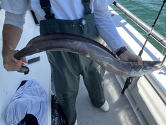 Conger oceanicus
