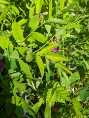 Lathyrus polyphyllus