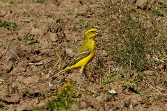 Crithagra flaviventris